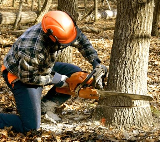 Tree Removal in Arlington, KS